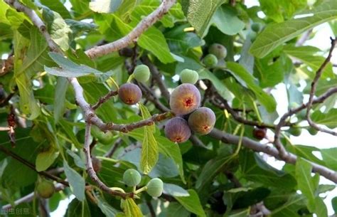 無花果樹 風水|風水上、イチジク（無花果）をどこに置くと良い？（特徴、方角。